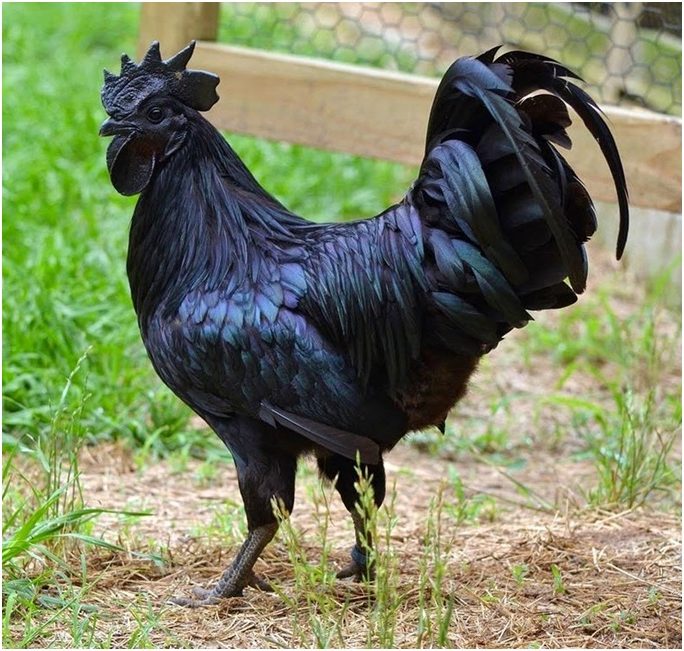 Ayam Cemani